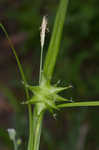 Greater bladder sedge